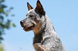 BOUVIER AUSTRALIEN 272